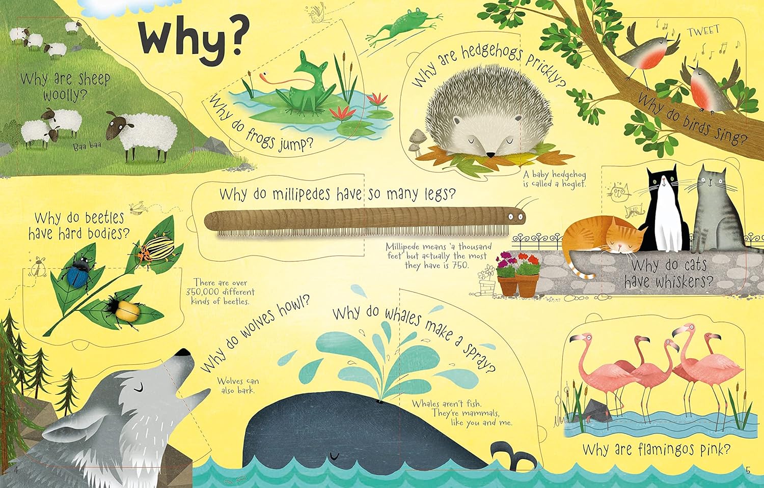 Questions and answers about animals